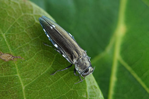 Agrilus (Anambus) biguttatus (Fabricius, 1777) 12.8 mm long Buprestidae Agrilus biguttatus,France,Geotagged,Spring