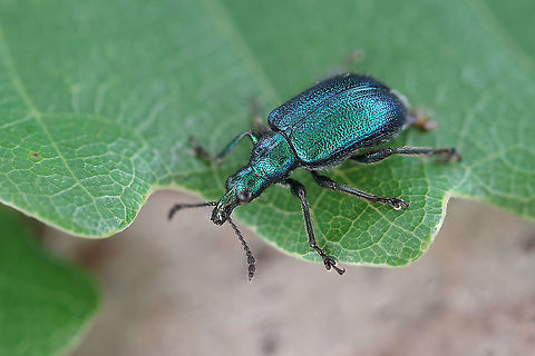 Lasiorhynchites (Coccygorrhynchites) sericeus (Herbst, 1797) 6 mm long Rhynchitinae France,Geotagged,Lasiorhynchites sericeus,Spring