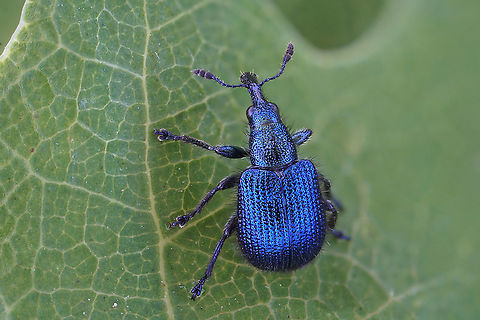 Involvulus (Teretriorhynchites) caeruleus (De Geer, 1775) 3.6 mm long Rhynchitinae
Natural light, natural colour (not pushed up)  France,Geotagged,Haplorhynchites caeruleus,Spring,Twig-cutting Weevil