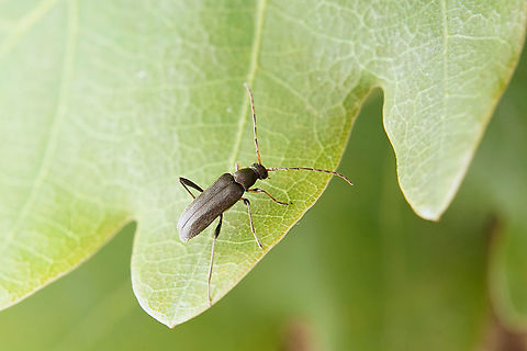 Grammoptera ruficornis (Fabricius, 1781) 7 mm long Cerambycidae France,Geotagged,Grammoptera ruficornis,Spring