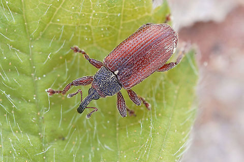 Bradybatus (Bradybatus) creutzeri Germar, 1824 3.8 mm long Curculioninae Bradybatus creutzeri,France,Geotagged,Spring