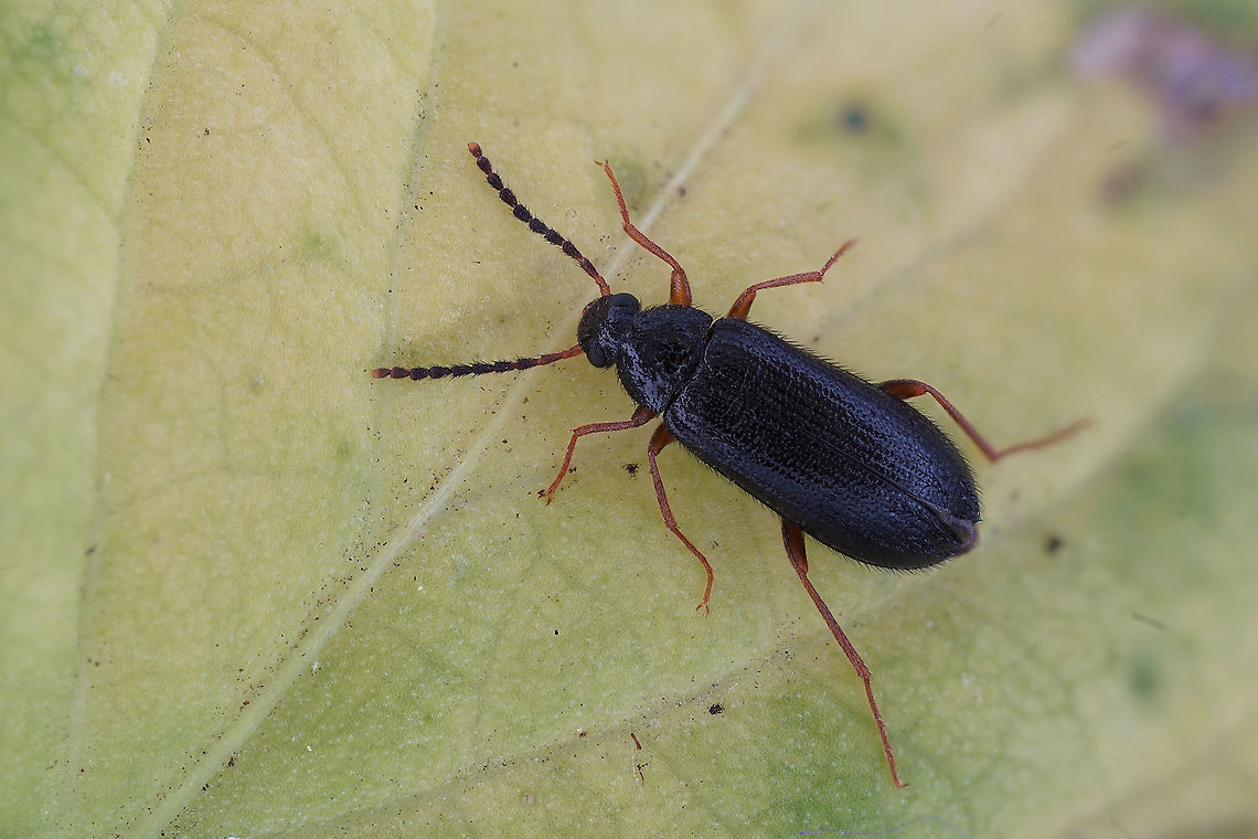 Mycetochara (Ernocharis) maura (Fabricius, 1792) 5.2 mm long Tenebrionidae France,Geotagged,Mycetochara maura,Spring