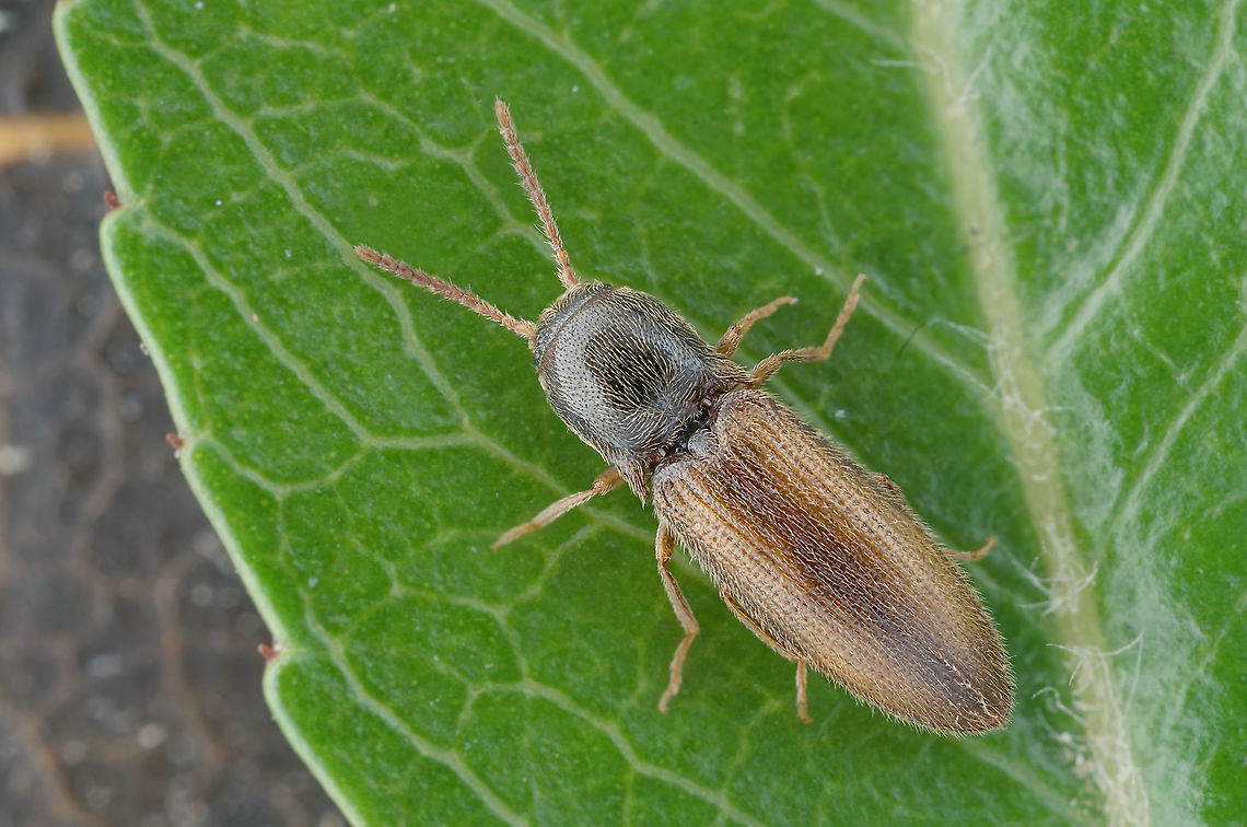 Agriotes (Agriotes) pallidulus (Illiger, 1807) 4.7 mm long Elateridae Agriotes pallidulus,France,Geotagged,Spring