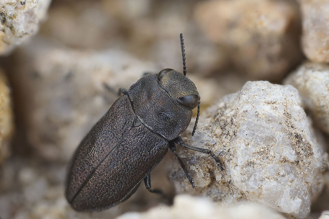 Anthaxia (Melanthaxia) godeti Gory Laporte de Castelnau, 1839 7 mm long Buprestidae Anthaxia godeti,France,Geotagged,Spring