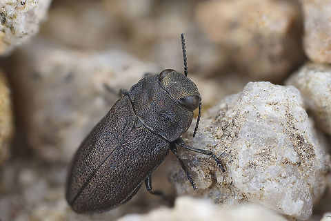 Anthaxia (Melanthaxia) godeti Gory Laporte de Castelnau, 1839 7 mm long Buprestidae Anthaxia godeti,France,Geotagged,Spring
