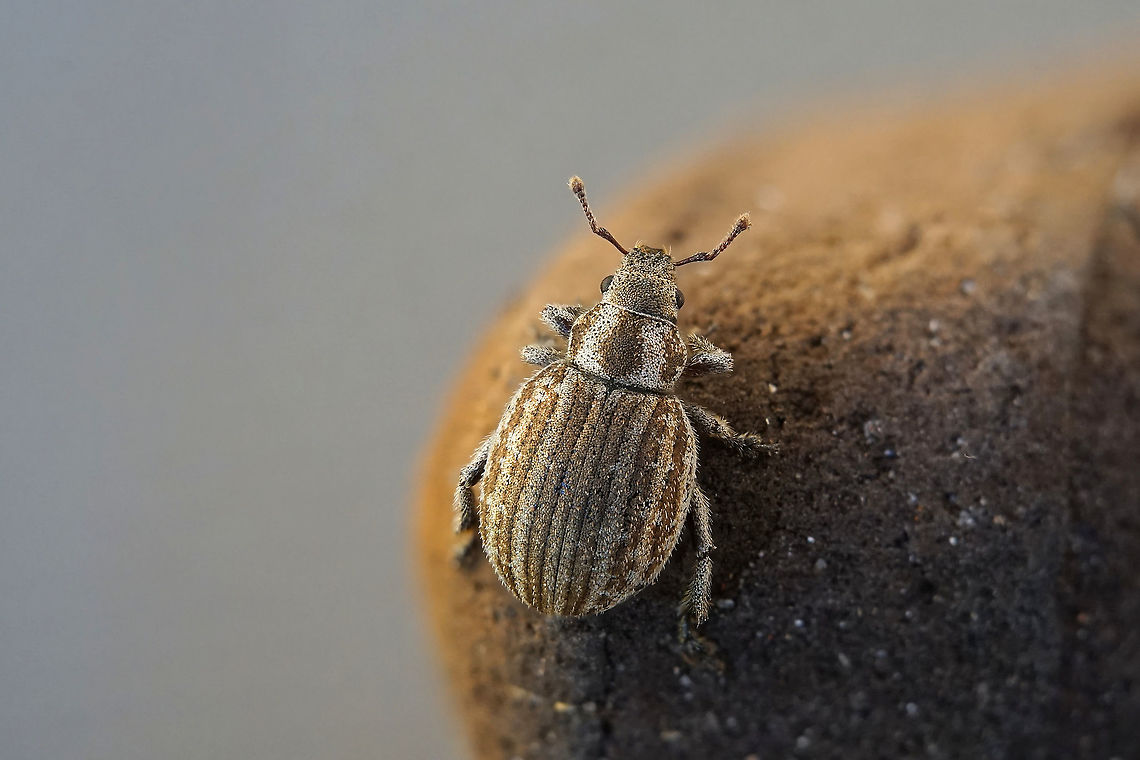 Philopedon plagiatum (Schaller, 1783) 6 mm long Entiminae France,Geotagged,Philopedon plagiatum,Spring