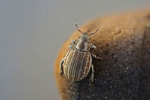 Philopedon plagiatum (Schaller, 1783) 6 mm long Entiminae France,Geotagged,Philopedon plagiatum,Spring