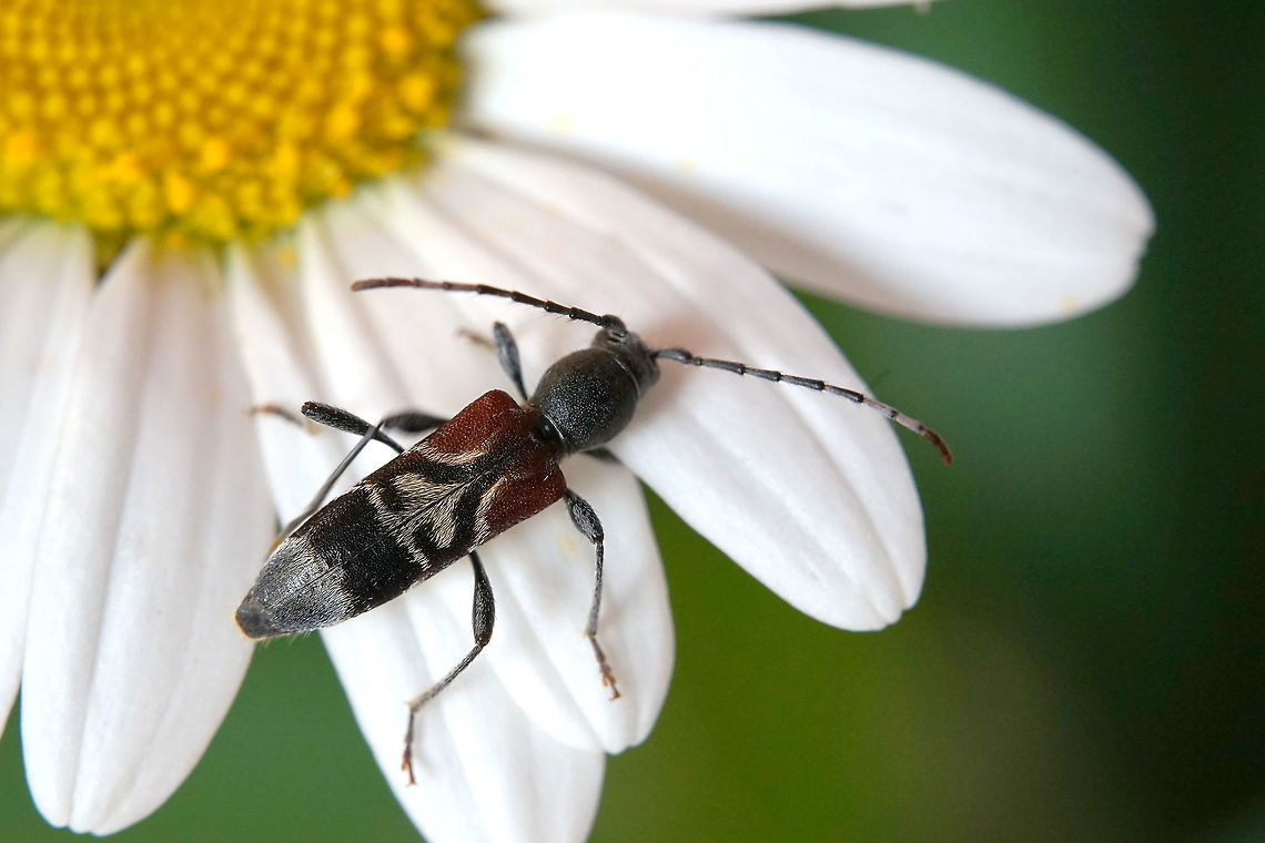 Anaglyptus mysticus (Linnaeus, 1758) 12 mm long Cerambycidae Anaglyptus mysticus,France,Geotagged,Spring