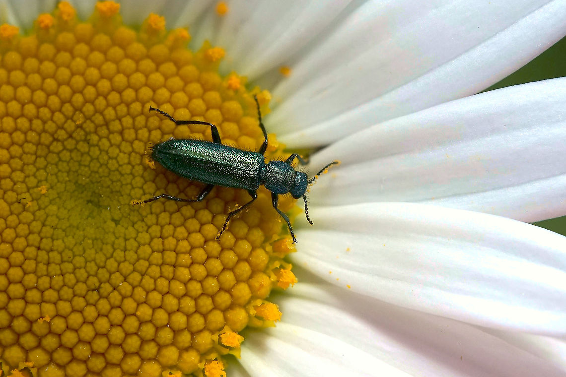 Psilothrix viridicoerulea (Geoffroy, 1785) 9 mm long Dasytidae France,Geotagged,Psilothrix viridcoeruleus,Psilothrix viridicoerulea,Spring