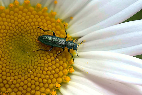 Psilothrix viridcoeruleus