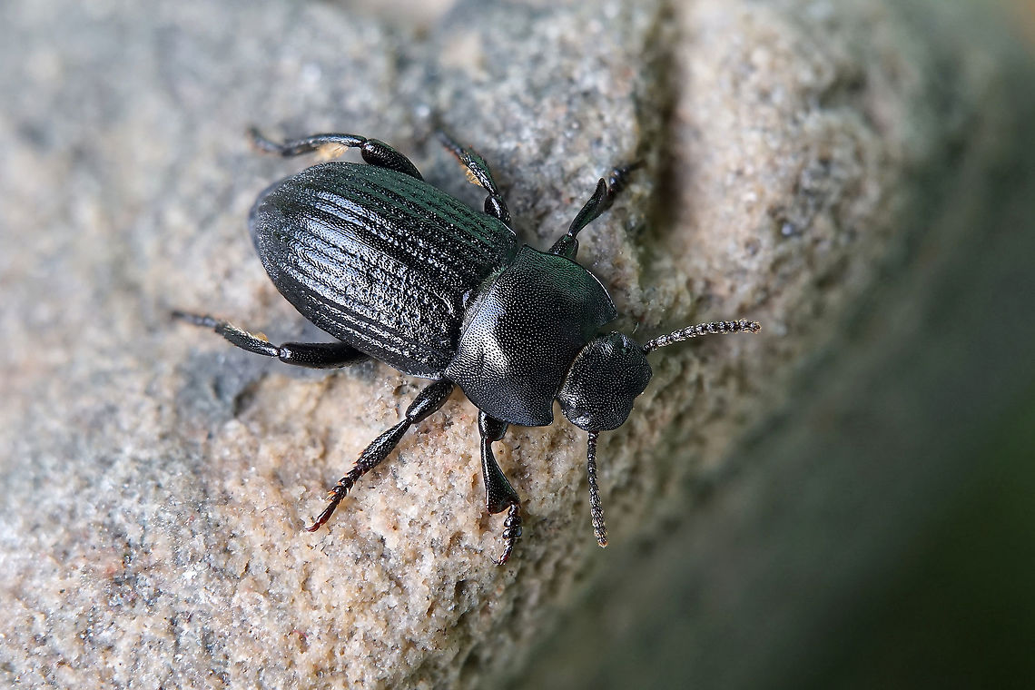 Phylan pilipes (Herbst, 1797) 7.5 mm long Tenebrionidae France,Geotagged,Spring,Tenebrio pilipes
