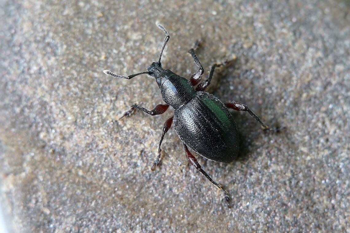 Otiorhynchus (Zadrehus) atroapterus (De Geer, 1775) 8 mm long Entiminae, found on the beach France,Geotagged,Otiorhynchus atroapterus,Spring