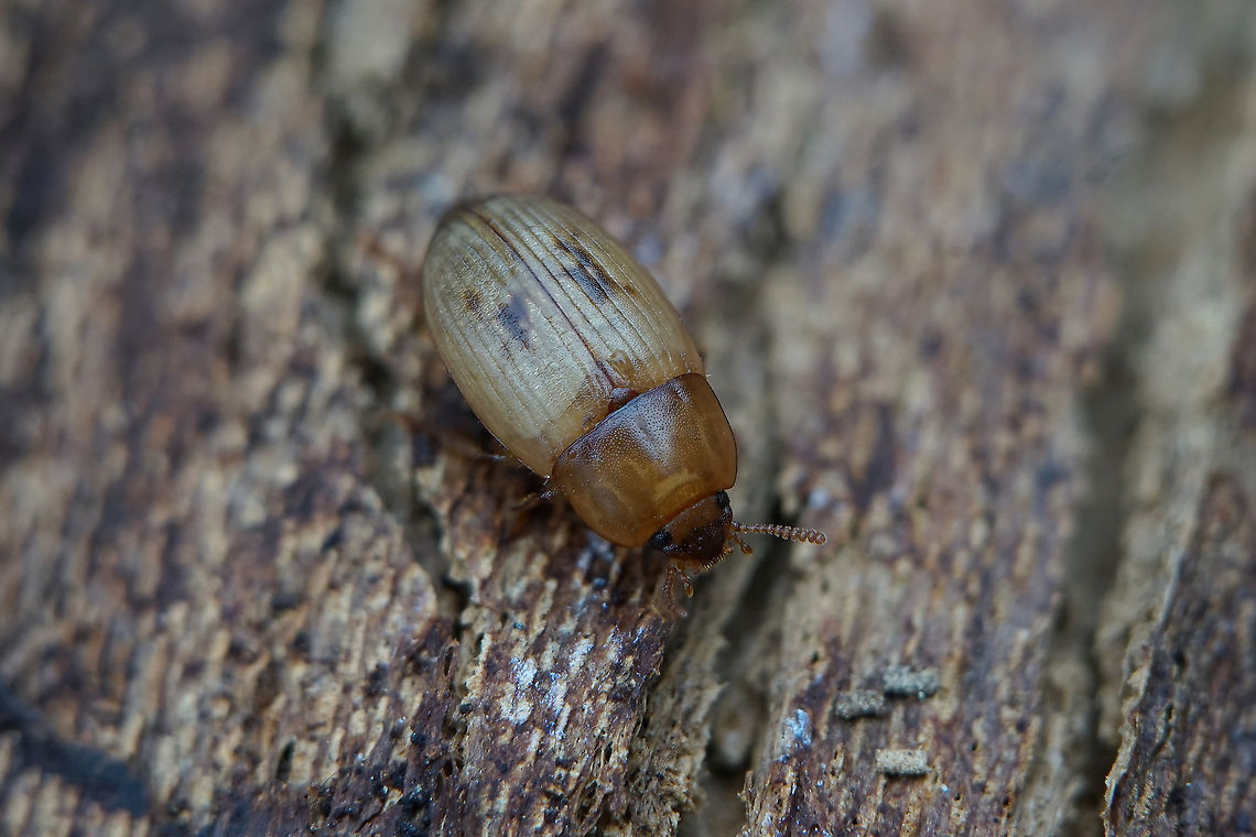 Phaleria (Phaleria) cadaverina (Fabricius, 1792) 6 mm long Tenebrionidae France,Geotagged,Phaleria,Phaleria cadaverina,Phaleriini,Spring,Tenebrionidae,Tenebrionoidea