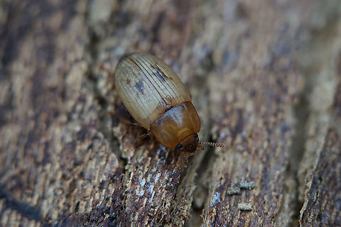Phaleria (Phaleria) cadaverina (Fabricius, 1792) 6 mm long Tenebrionidae France,Geotagged,Phaleria,Phaleria cadaverina,Phaleriini,Spring,Tenebrionidae,Tenebrionoidea