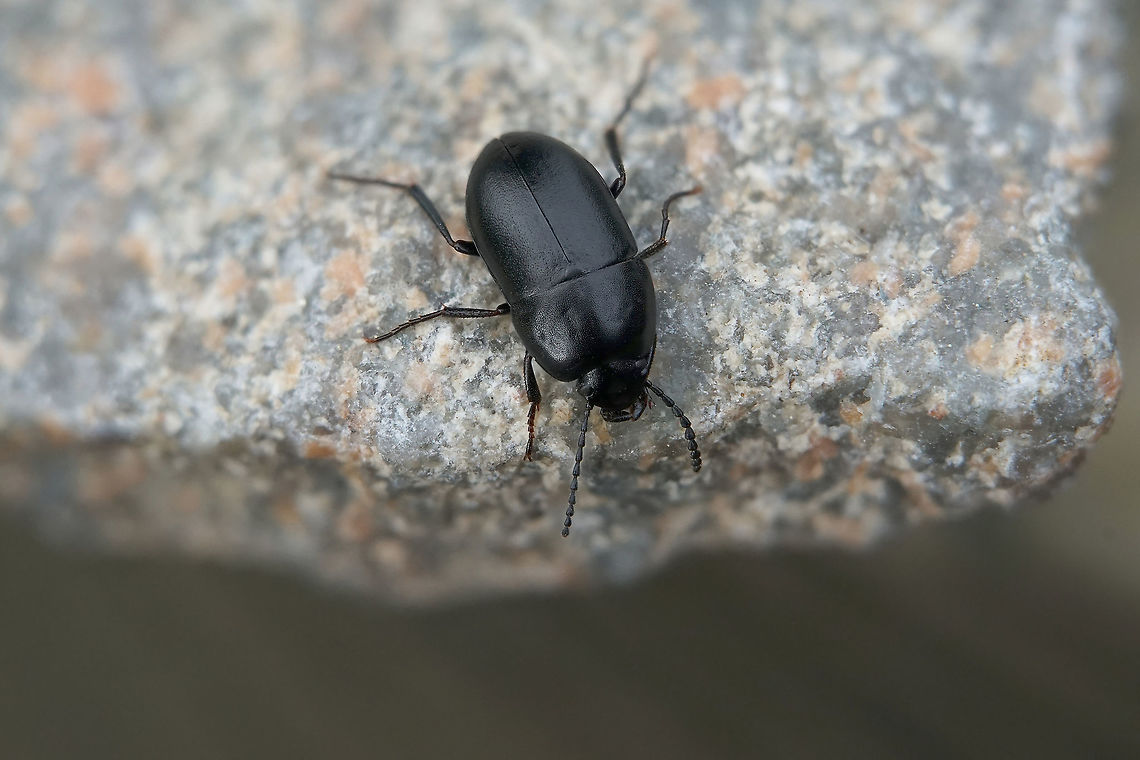 Crypticus quisquilius (Linnaeus, 1760) 5 mm long Tenebrionidae Crypticus quisquilius,France,Geotagged,Spring