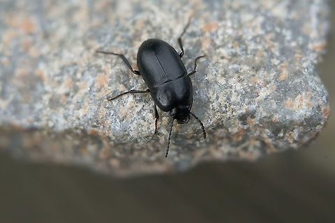 Crypticus quisquilius