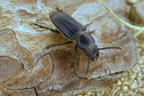 Spondylis buprestoides (Linnaeus, 1758) 20.5 mm long Cerambycidae France,Geotagged,Spondylis buprestoides,Spring