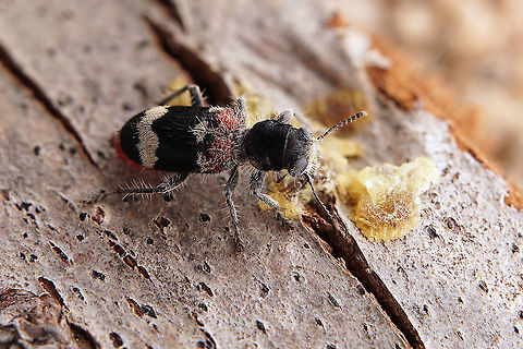 Clerus mutillarius