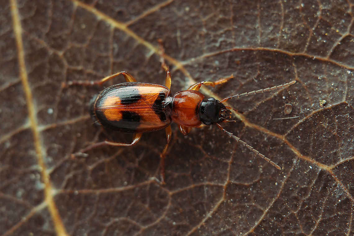 Badister (Badister) bullatus (Schrank, 1798) 6.5 mm long Carabidae Badister bullatus,France,Geotagged,Spring