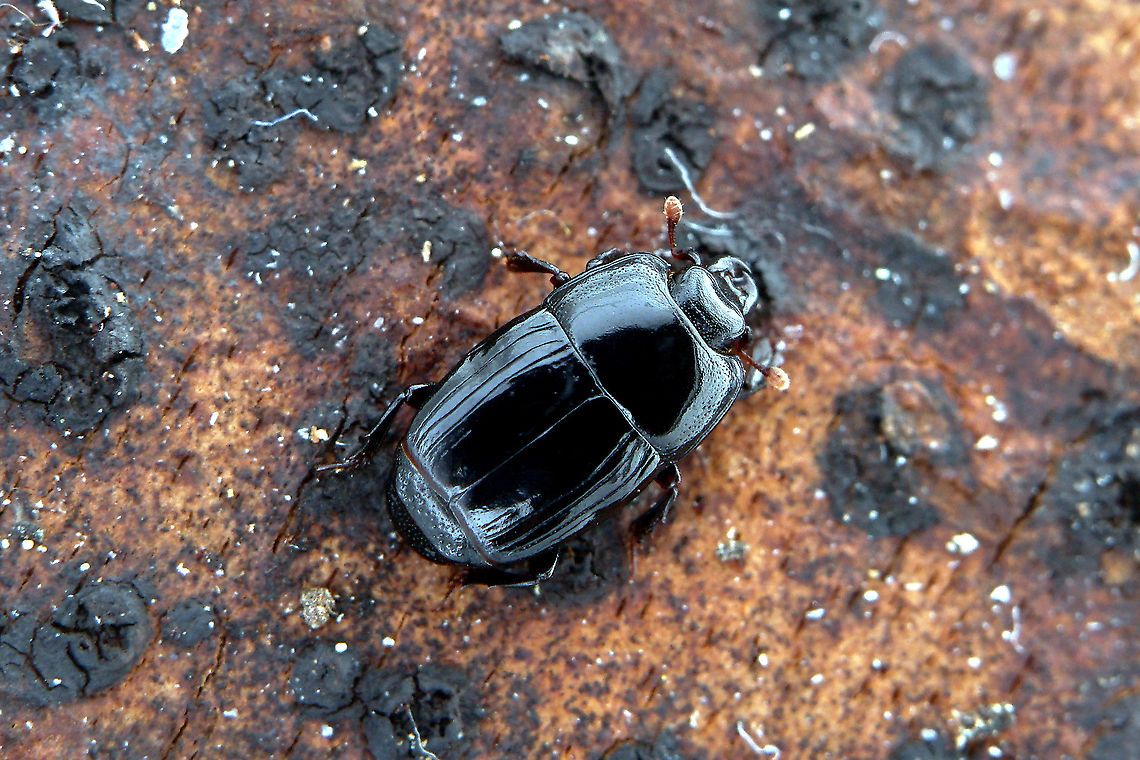Platysoma (Platysoma) compressum (Herbst, 1783) 3.5 mm long Histeridae<br />
<figure class="photo"><a href="https://www.jungledragon.com/image/116660/platysoma_platysoma_compressum_herbst_1783.html" title="Platysoma (Platysoma) compressum (Herbst, 1783)"><img src="https://s3.amazonaws.com/media.jungledragon.com/images/3890/116660_thumb.JPG?AWSAccessKeyId=05GMT0V3GWVNE7GGM1R2&Expires=1763596810&Signature=QqMXrX%2FXjSDXgIe5KKrxBxDiu%2BE%3D" width="200" height="134" alt="Platysoma (Platysoma) compressum (Herbst, 1783) 3.5 mm long Histeridae<br />
https://www.jungledragon.com/image/116659/platysoma_platysoma_compressum_herbst_1783.html France,Geotagged,Platysoma compressum,Spring" /></a></figure> France,Geotagged,Platysoma compressum,Spring