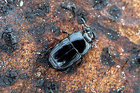 Platysoma (Platysoma) compressum (Herbst, 1783) 3.5 mm long Histeridae<br />
https://www.jungledragon.com/image/116660/platysoma_platysoma_compressum_herbst_1783.html France,Geotagged,Platysoma compressum,Spring