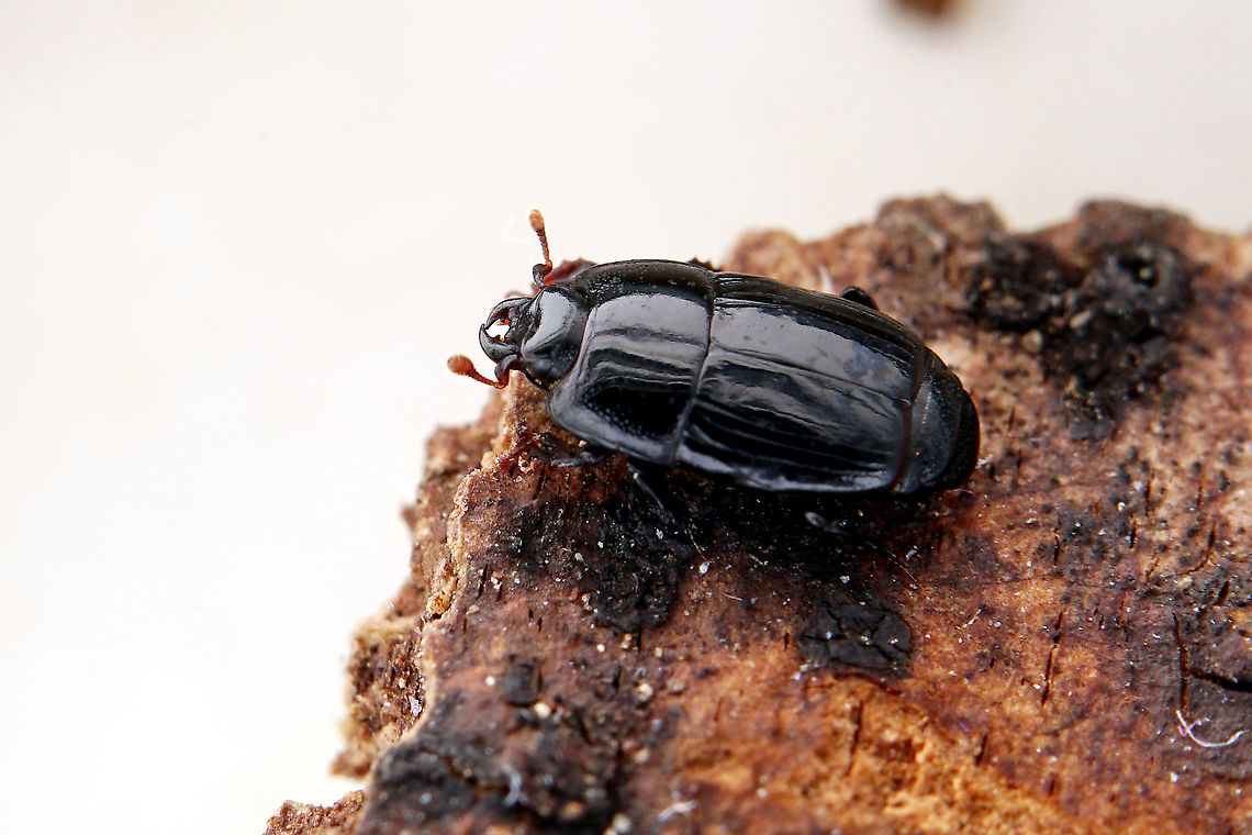 Platysoma (Platysoma) compressum (Herbst, 1783) 3.5 mm long Histeridae<br />
<figure class="photo"><a href="https://www.jungledragon.com/image/116659/platysoma_platysoma_compressum_herbst_1783.html" title="Platysoma (Platysoma) compressum (Herbst, 1783)"><img src="https://s3.amazonaws.com/media.jungledragon.com/images/3890/116659_thumb.JPG?AWSAccessKeyId=05GMT0V3GWVNE7GGM1R2&Expires=1759968010&Signature=d4LrBtrVf6WtCZxLFmT%2BWZUYlI0%3D" width="200" height="134" alt="Platysoma (Platysoma) compressum (Herbst, 1783) 3.5 mm long Histeridae<br />
https://www.jungledragon.com/image/116660/platysoma_platysoma_compressum_herbst_1783.html France,Geotagged,Platysoma compressum,Spring" /></a></figure> France,Geotagged,Platysoma compressum,Spring