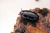 Platysoma (Platysoma) compressum (Herbst, 1783) 3.5 mm long Histeridae<br />
https://www.jungledragon.com/image/116659/platysoma_platysoma_compressum_herbst_1783.html France,Geotagged,Platysoma compressum,Spring