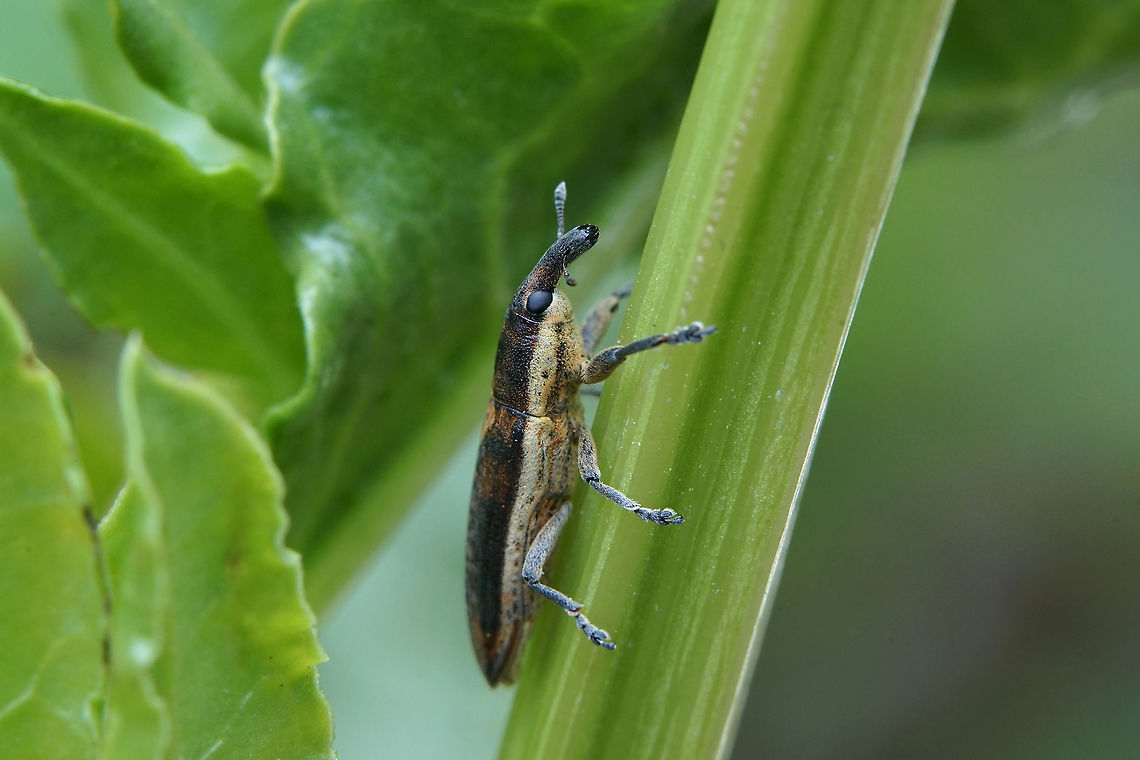Lixus (Compsolixus) juncii Boheman, 1835 11 mm long Lixinae, found on Beta maritima<br />
<figure class="photo"><a href="https://www.jungledragon.com/image/116773/lixus_compsolixus_juncii_boheman_1835.html" title="Lixus (Compsolixus) juncii Boheman, 1835"><img src="https://s3.amazonaws.com/media.jungledragon.com/images/3890/116773_thumb.jpg?AWSAccessKeyId=05GMT0V3GWVNE7GGM1R2&Expires=1759968010&Signature=J%2FGePNfajCxwXUQCvfZr0dxLfog%3D" width="200" height="134" alt="Lixus (Compsolixus) juncii Boheman, 1835 11 mm long Lixidae, found on Beta maritima<br />
https://www.jungledragon.com/image/116772/lixus_compsolixus_juncii_boheman_1835.html France,Geotagged,Lixus juncii,Spring" /></a></figure> France,Geotagged,Lixus juncii,Spring
