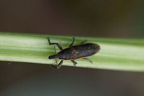 Lixus (Compsolixus) juncii Boheman, 1835 11 mm long Lixidae, found on Beta maritima
https://www.jungledragon.com/image/116772/lixus_compsolixus_juncii_boheman_1835.html France,Geotagged,Lixus juncii,Spring