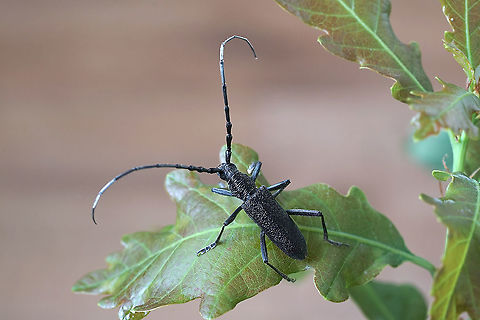Cerambyx (Microcerambyx) scopolii Fuessly, 1775 24 mm long Cerambycinae Cerambyx scopolii,France,Geotagged,Spring