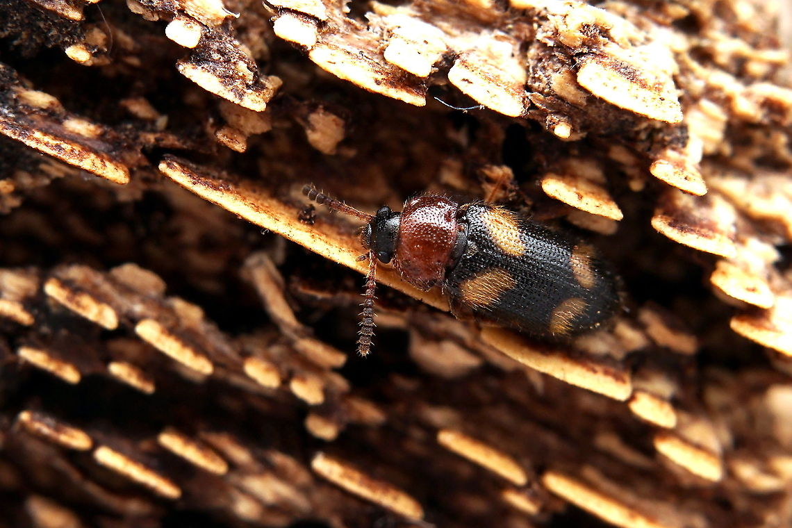 Mycetophagus (Mycetoxides) fulvicollis Fabricius, 1792 3.5 mm long Mycetophagidae France,Geotagged,Mycetophagus fulvicollis,Spring