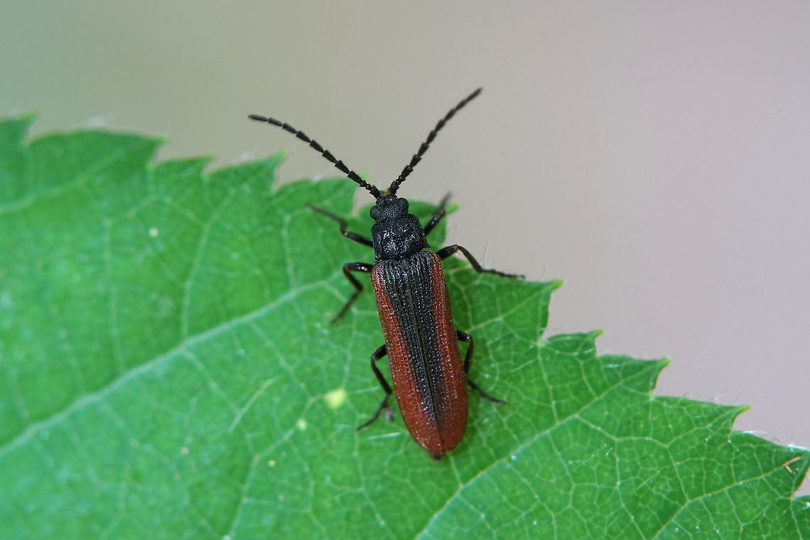 Omalisus fontisbellaquei Geoffroy, 1785 10 mm long Omalisidae France,Geotagged,Omalisus fontisbellaquaei,Omalisus fontisbellaquei,Summer