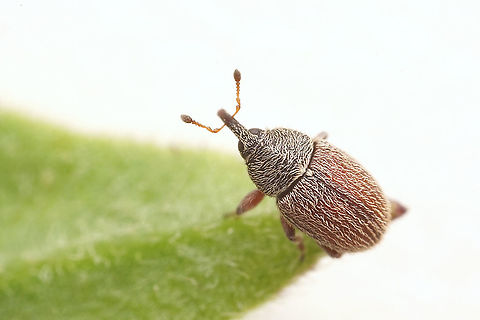 Mecinus pascuorum (Gyllenhal, 1813) 2 mm long Curculioninae France,Geotagged,Mecinus pascuorum,Summer