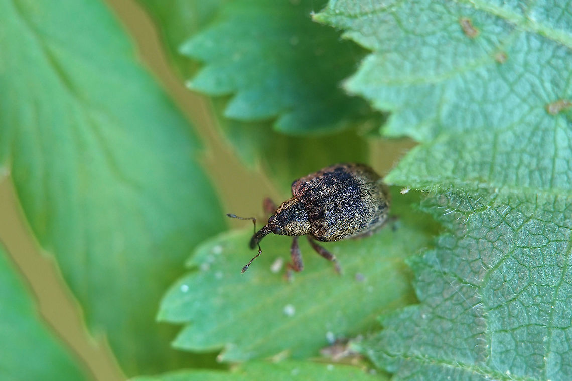 Stereonychus fraxini (De Geer, 1775) 4 mm long Curculioninae France,Geotagged,Stereonychus fraxini,Summer