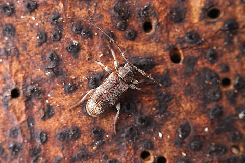 Exocentrus adspersus Mulsant, 1846 5.5 mm long Lamiinae Exocentrus adspersus,France,Geotagged,Summer