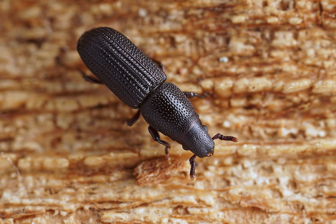 Rhyncolus (Rhyncolus) elongatus (Gyllenhal, 1827) 4.5 mm long Cossoninae, found under Pine tree bark.<br />
<figure class="photo"><a href="https://www.jungledragon.com/image/117541/rhyncolus_rhyncolus_elongatus_gyllenhal_1827.html" title="Rhyncolus (Rhyncolus) elongatus (Gyllenhal, 1827)"><img src="https://s3.amazonaws.com/media.jungledragon.com/images/3890/117541_thumb.jpg?AWSAccessKeyId=05GMT0V3GWVNE7GGM1R2&Expires=1759968010&Signature=dKPC7%2FaoHhfDwIt5m48LYiKKAeU%3D" width="200" height="134" alt="Rhyncolus (Rhyncolus) elongatus (Gyllenhal, 1827) 4.5 mm long Cossoninae<br />
https://www.jungledragon.com/image/117540/rhyncolus_rhyncolus_elongatus_gyllenhal_1827.html France,Geotagged,Rhyncolus elongatus,Summer" /></a></figure> France,Geotagged,Rhyncolus elongatus,Summer