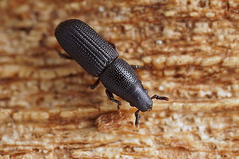 Rhyncolus (Rhyncolus) elongatus (Gyllenhal, 1827) 4.5 mm long Cossoninae, found under Pine tree bark.
https://www.jungledragon.com/image/117541/rhyncolus_sp_4.5mm_02_.html France,Geotagged,Rhyncolus elongatus,Summer