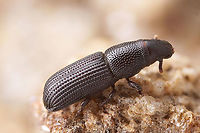 Rhyncolus (Rhyncolus) elongatus (Gyllenhal, 1827) 4.5 mm long Cossoninae<br />
https://www.jungledragon.com/image/117540/rhyncolus_rhyncolus_elongatus_gyllenhal_1827.html France,Geotagged,Rhyncolus elongatus,Summer