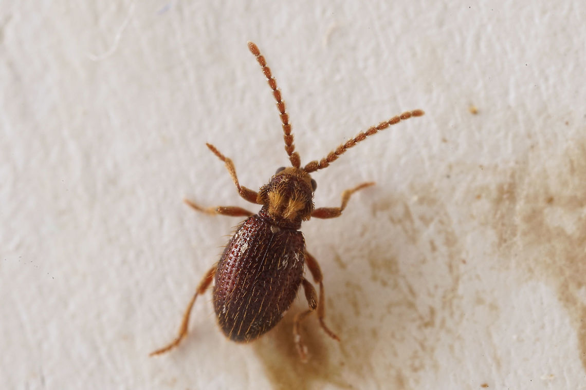 Ptinus (Cyphoderes) bidens Olivier, 1790 2.8 mm long Ptinidae France,Geotagged,Ptinus bidens,Summer