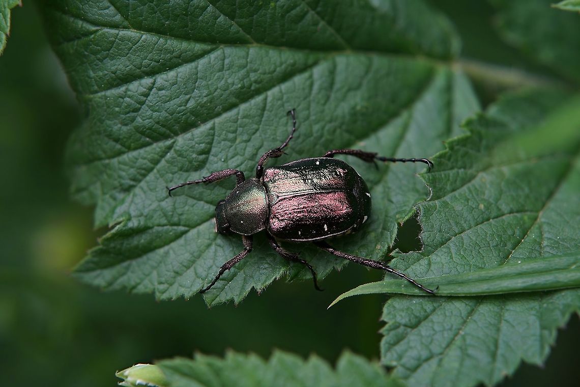 Gnorimus nobilis (Linnaeus, 1758) 14 mm long Cetoniinae France,Geotagged,Gnorimus nobilis,Noble chafer,Summer