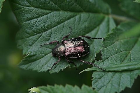 Gnorimus nobilis (Linnaeus, 1758) 14 mm long Cetoniinae France,Geotagged,Gnorimus nobilis,Noble chafer,Summer