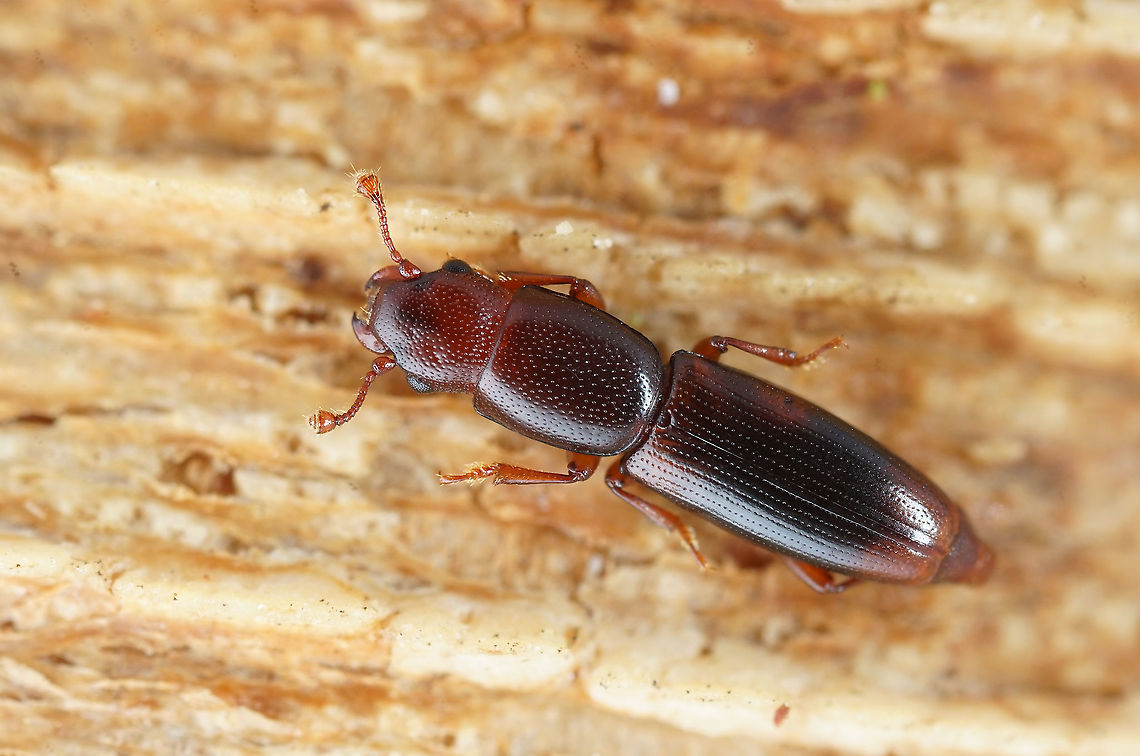 Rhizophagus (Rhizophagus) dispar (Paykull, 1800) 3.8 mm long Monotomidae France,Geotagged,Rhizophagus dispar,Summer