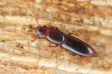 Rhizophagus (Rhizophagus) dispar (Paykull, 1800) 3.8 mm long Monotomidae France,Geotagged,Rhizophagus dispar,Summer