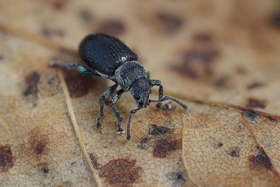 Phyllobius (Parnemoicus) viridicollis (Fabricius, 1792) 3.6 mm long Entiminae France,Geotagged,Phyllobius viridicollis,Summer