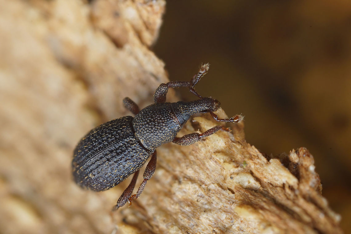 Cotaster cuneipennis (Aub&eacute;, 1850) 2.5 mm long Cossoninae Cotaster cuneipennis,France,Geotagged,Summer