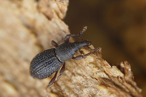 Cotaster cuneipennis