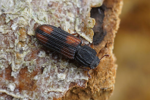 Bitoma crenata (Fabricius, 1775) 3 mm long Zopheridae Bitoma crenata,France,Geotagged,Summer
