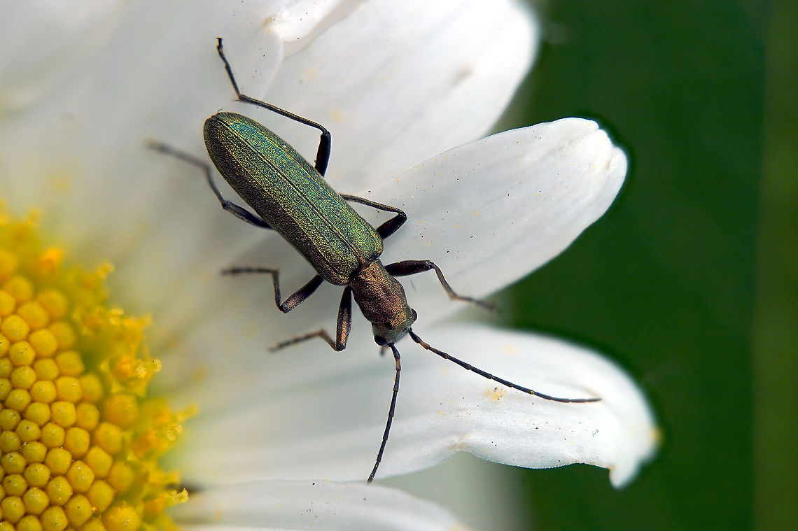 Chrysanthia viridissima (Linnaeus, 1758) 11 mm long Oedemeridae Chrysanthia viridissima,France,Geotagged,Summer