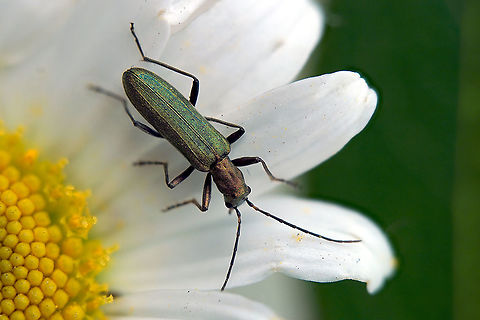Chrysanthia viridissima (Linnaeus, 1758) 11 mm long Oedemeridae Chrysanthia viridissima,France,Geotagged,Summer