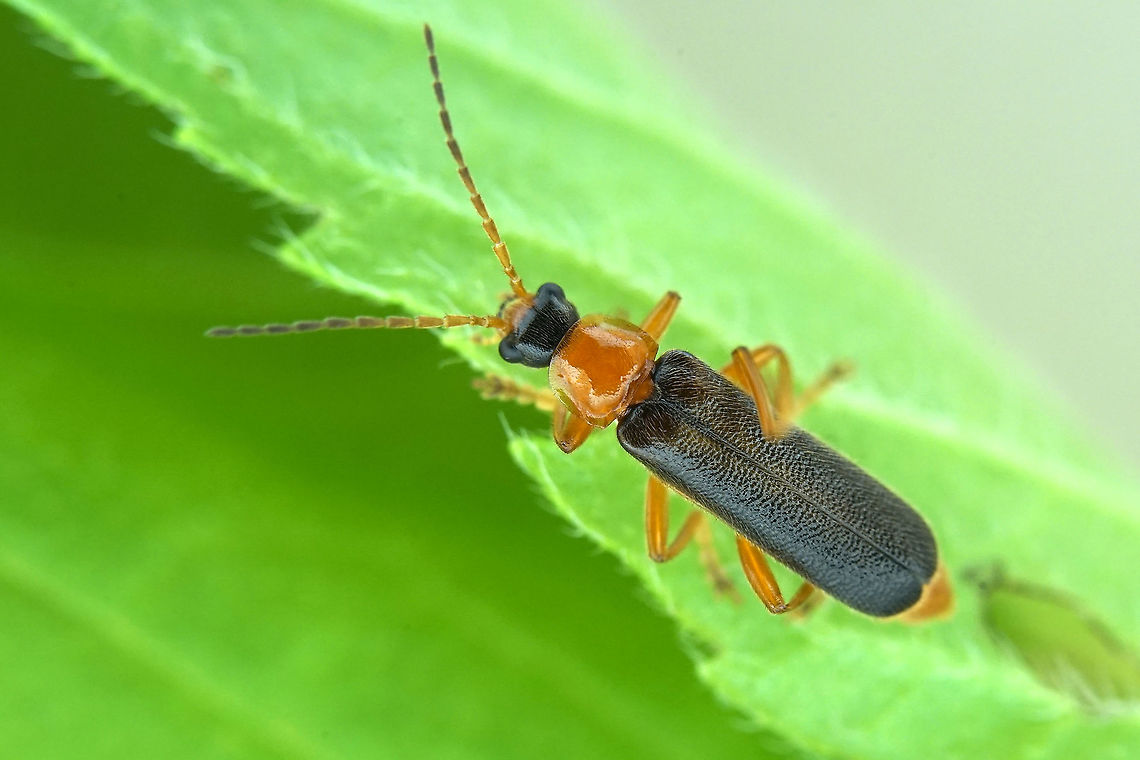 Cantharis (Cantharis) nigra (De Geer, 1774) 9 mm long Cantharidae Cantharis nigra,France,Geotagged,Summer